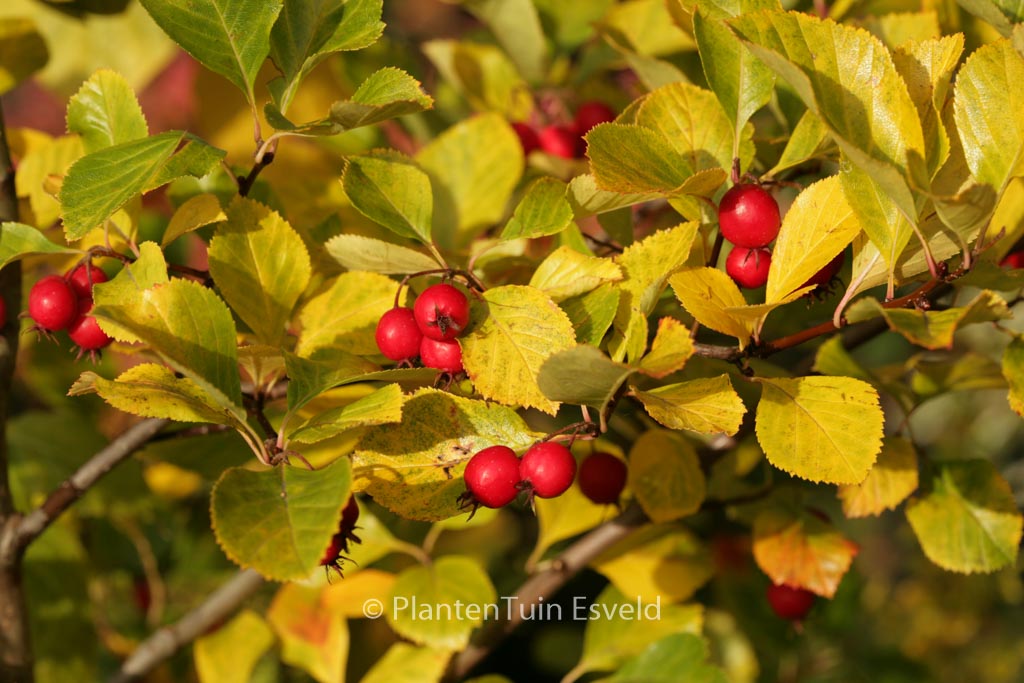 Crataegus persimilis ‚Splendens‘