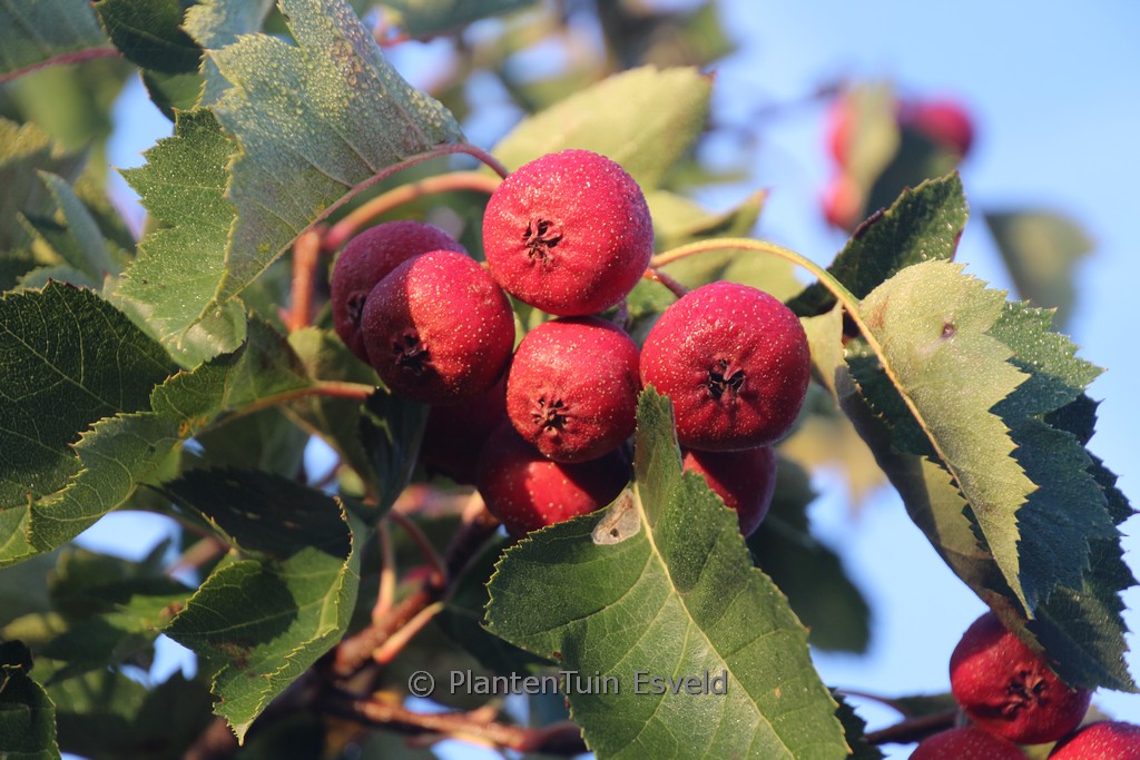 Crataegus pinnatifida ‚Big Ball‘