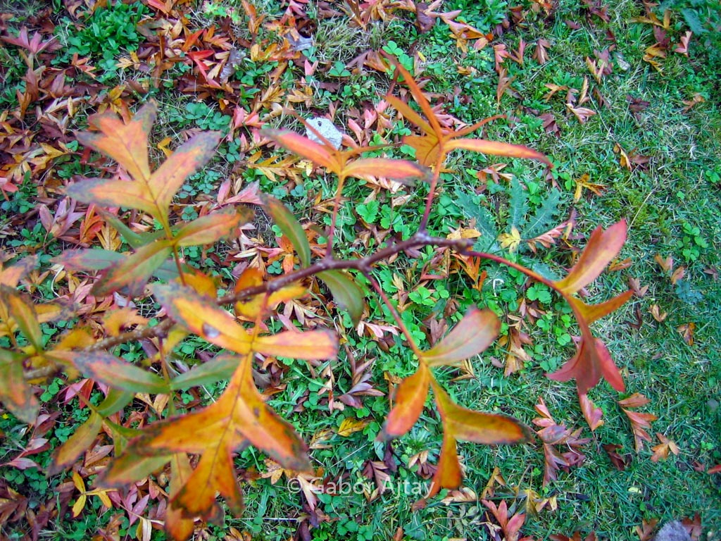 Crataegus pinnatifida