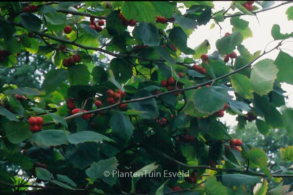 Crataegus prunifolia