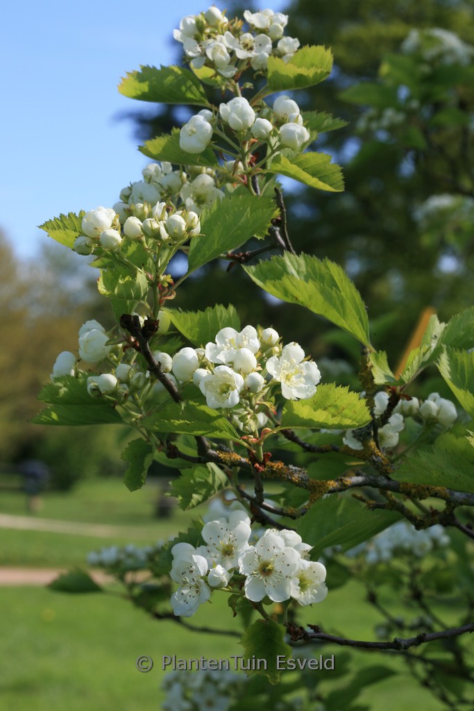 Crataegus submollis