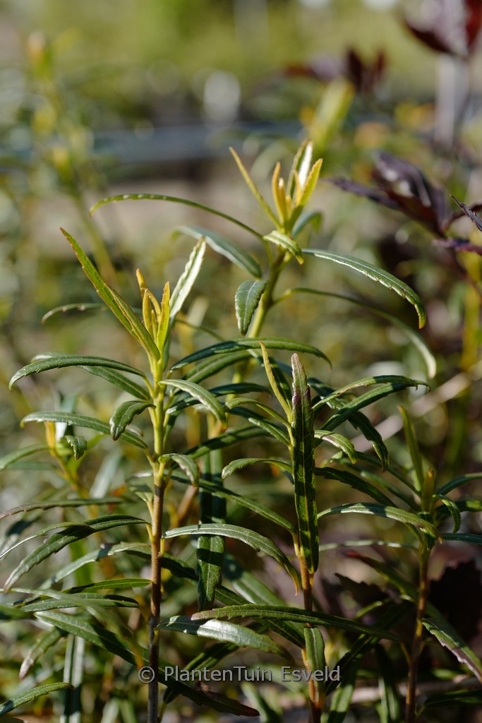 Crinodendron hookerianum ‚Ashmount‘