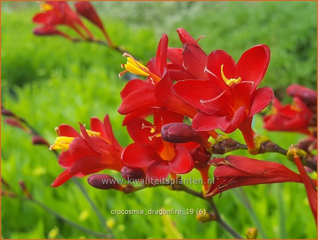 Crocosmia ‚Dragonfire‘