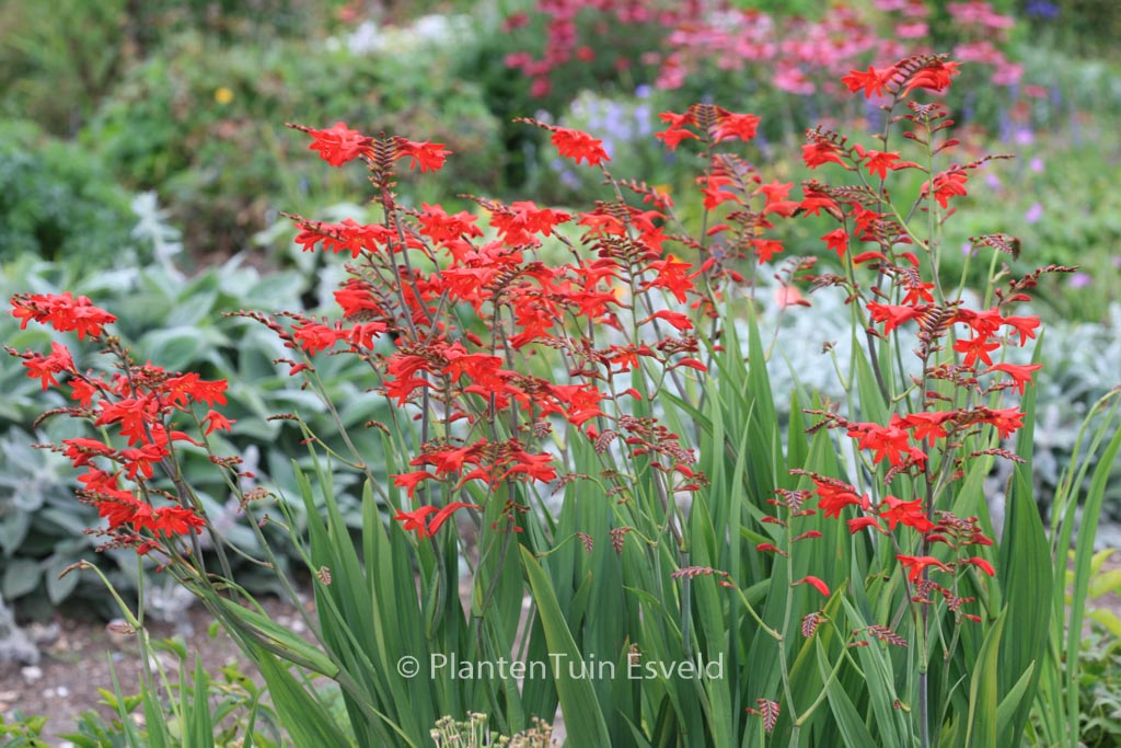 Crocosmia ‚Emberglow‘