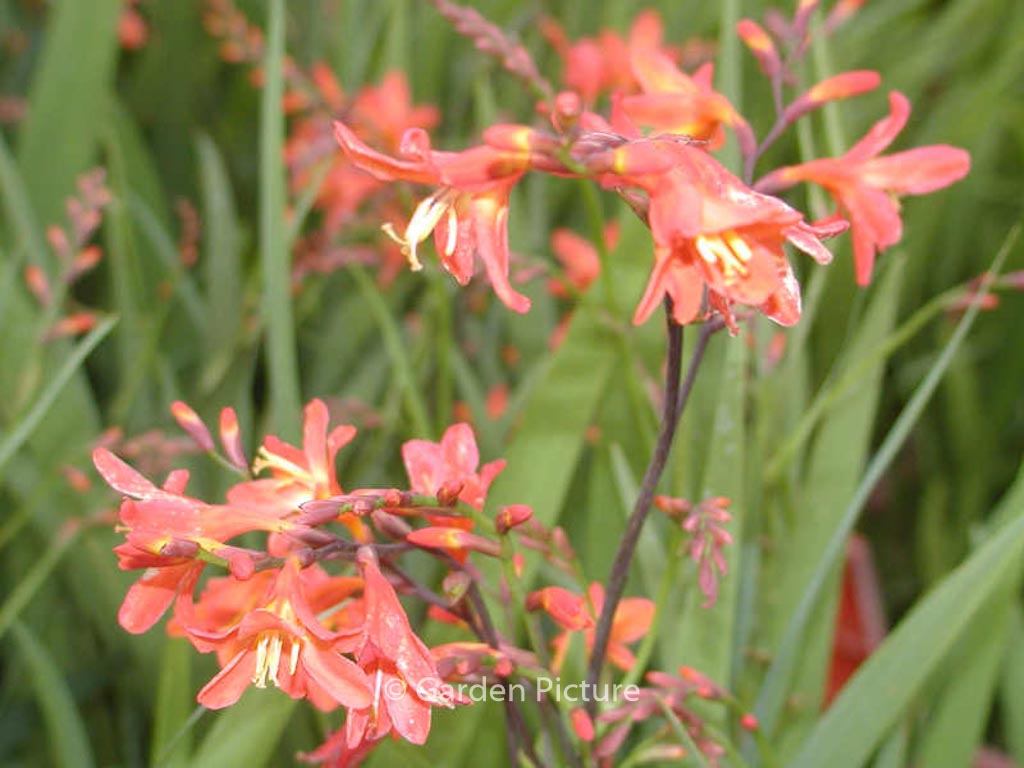 Crocosmia ‚Emily McKenzie‘
