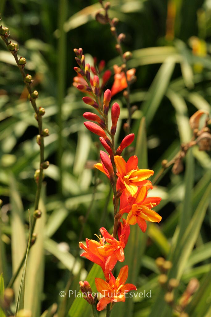 Crocosmia ‚Fire Jumper‘