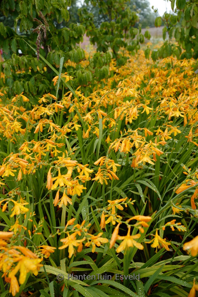 Crocosmia ‚George Davidson‘