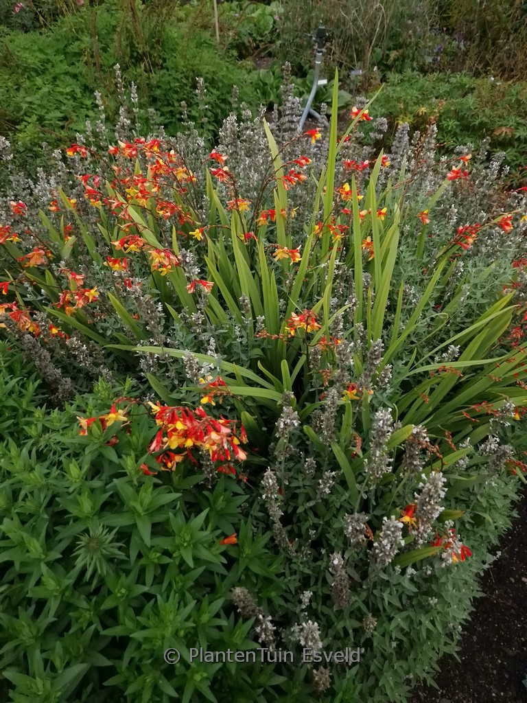 Crocosmia ‚Harlequin‘