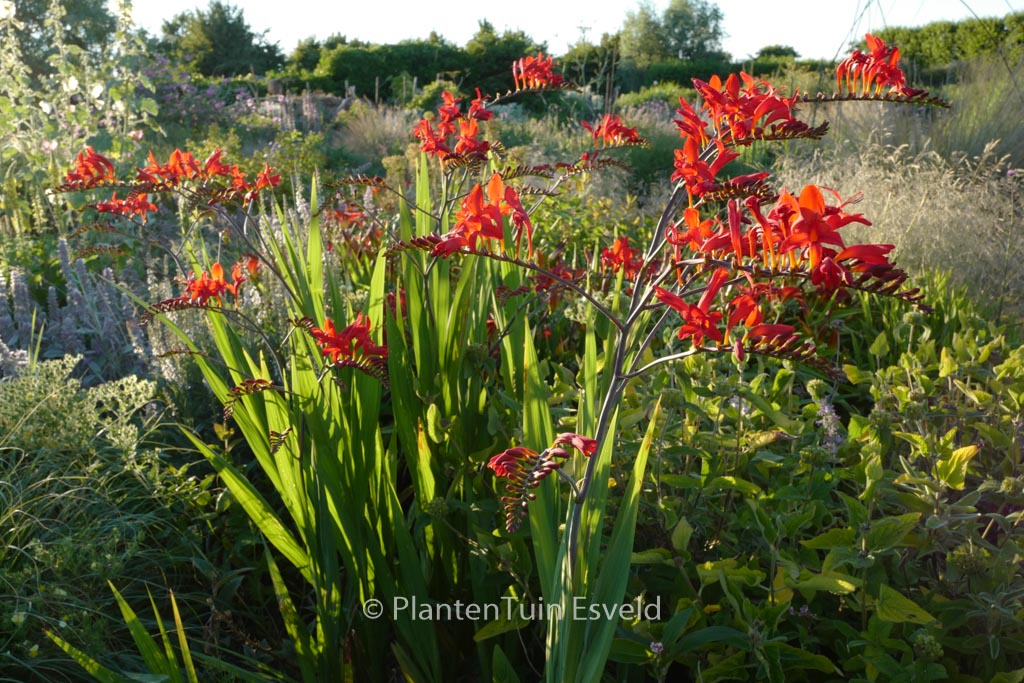 Crocosmia ‚Lucifer‘