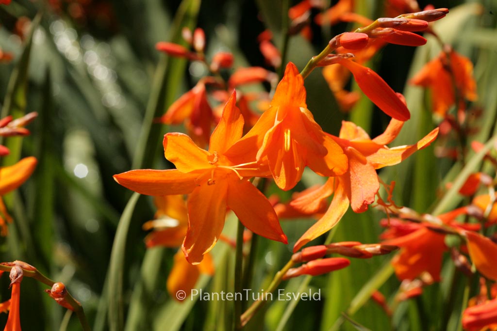 Crocosmia ‚Star of the East‘