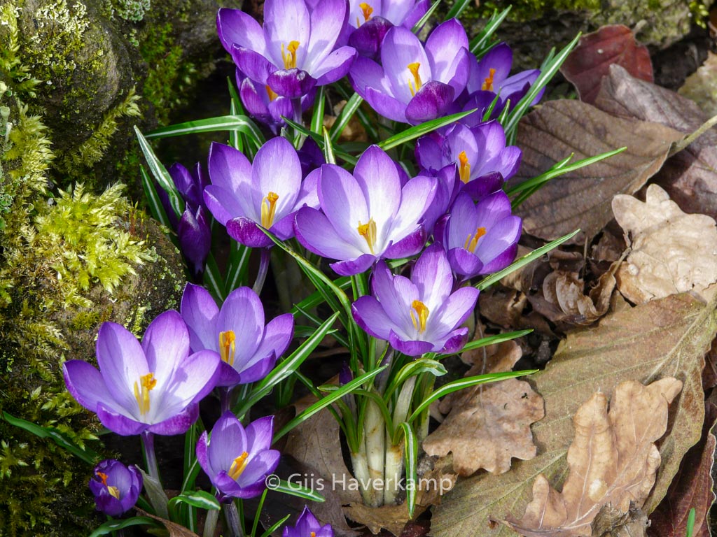 Crocus tommasinianus ‚Ruby Giant‘