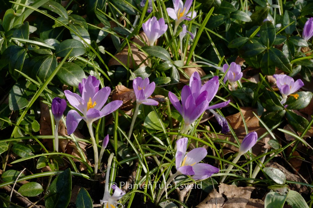 Crocus tommasinianus