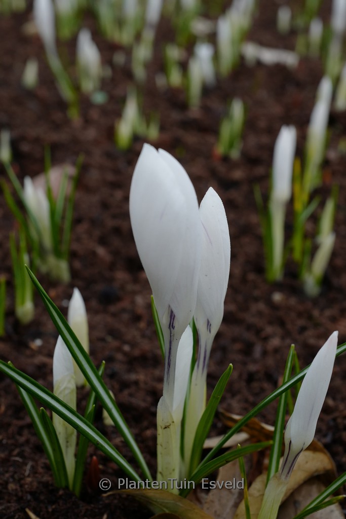 Crocus vernus ‚Jeanne d’Arc‘