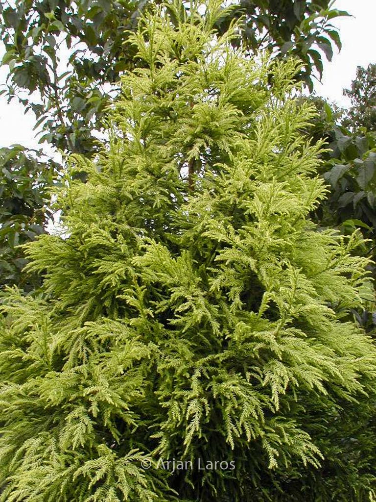 Cryptomeria japonica ‚Barabits Gold‘