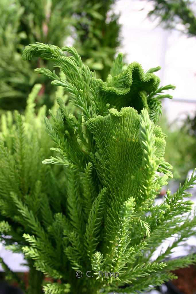 Cryptomeria japonica ‚Cristata‘