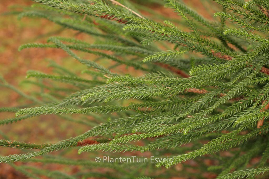 Cryptomeria japonica ‚Dacrydioides‘