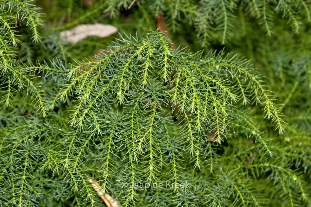 Cryptomeria japonica ‚Elegans Viridis‘