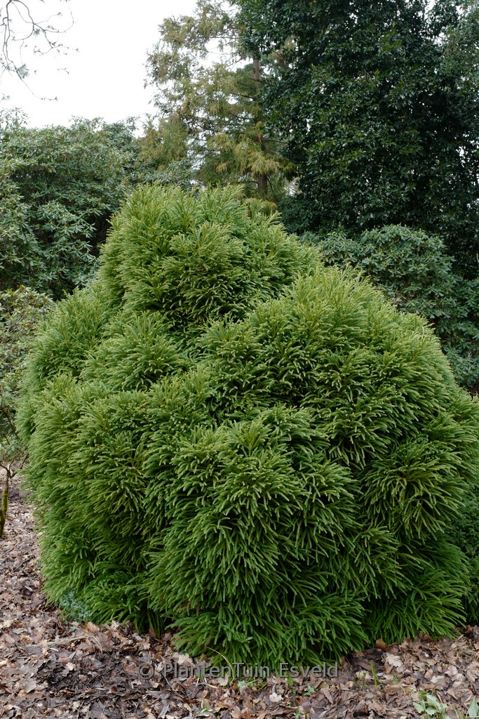 Cryptomeria japonica ‚Globosa Nana‘
