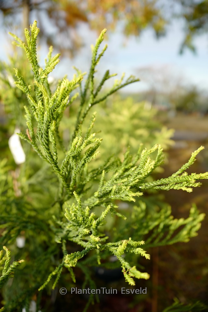 Cryptomeria japonica ‚Kyara Gold‘