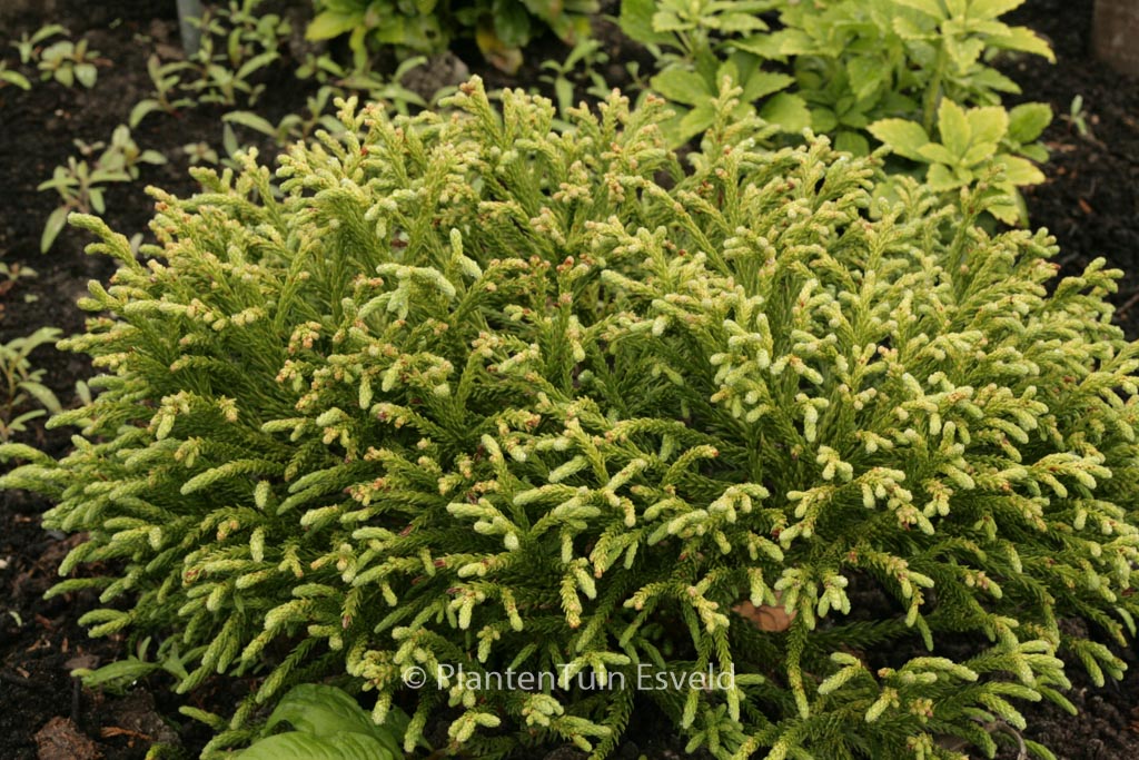 Cryptomeria japonica ‚Little Champion‘