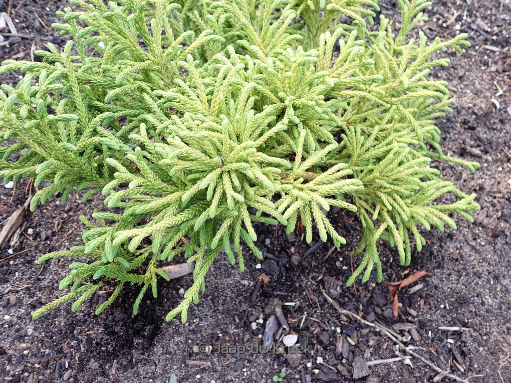 Cryptomeria japonica ‚Little Sonja‘