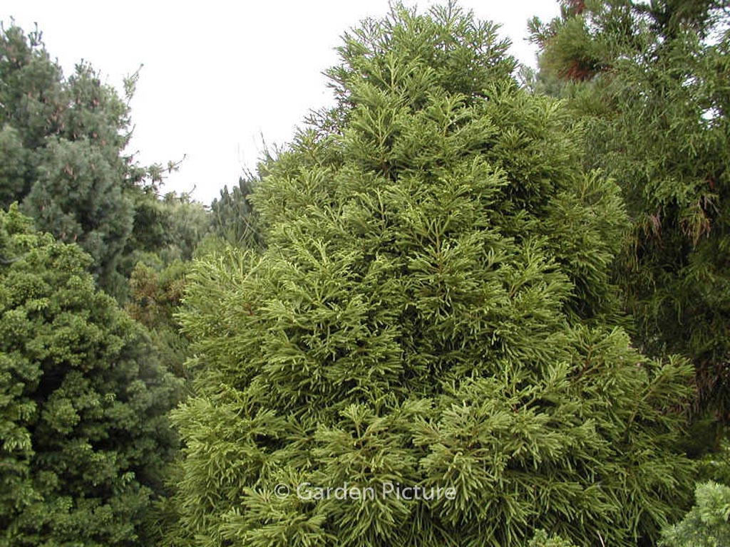 Cryptomeria japonica ‚Spiralis‘