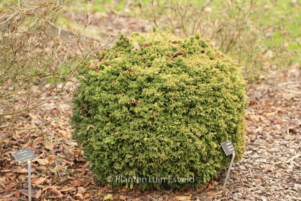 Cryptomeria japonica ‚Vilmorin Gold‘