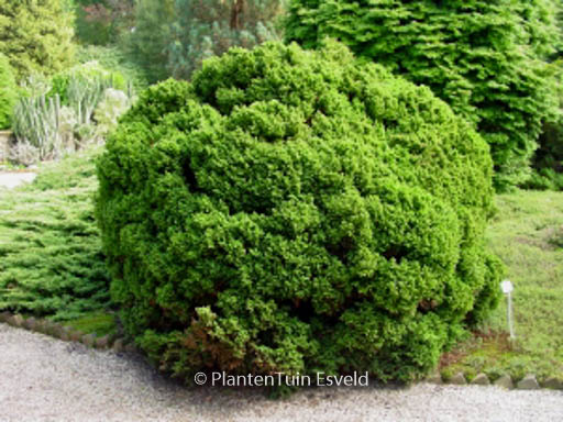 Cryptomeria japonica ‚Vilmoriniana‘