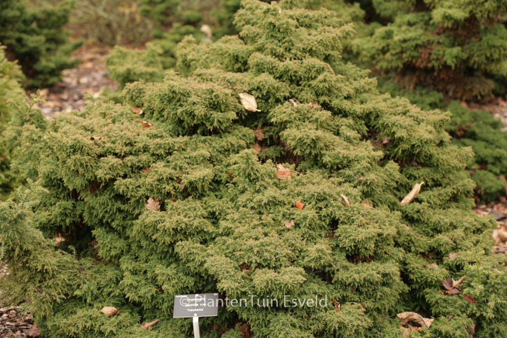 Cryptomeria japonica ‚Yokohama‘