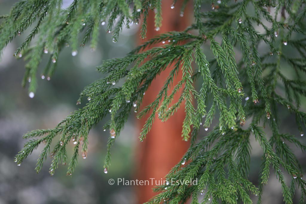 Cryptomeria japonica