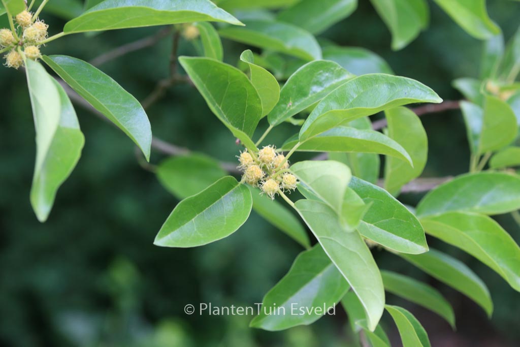 Cudrania tricuspidata