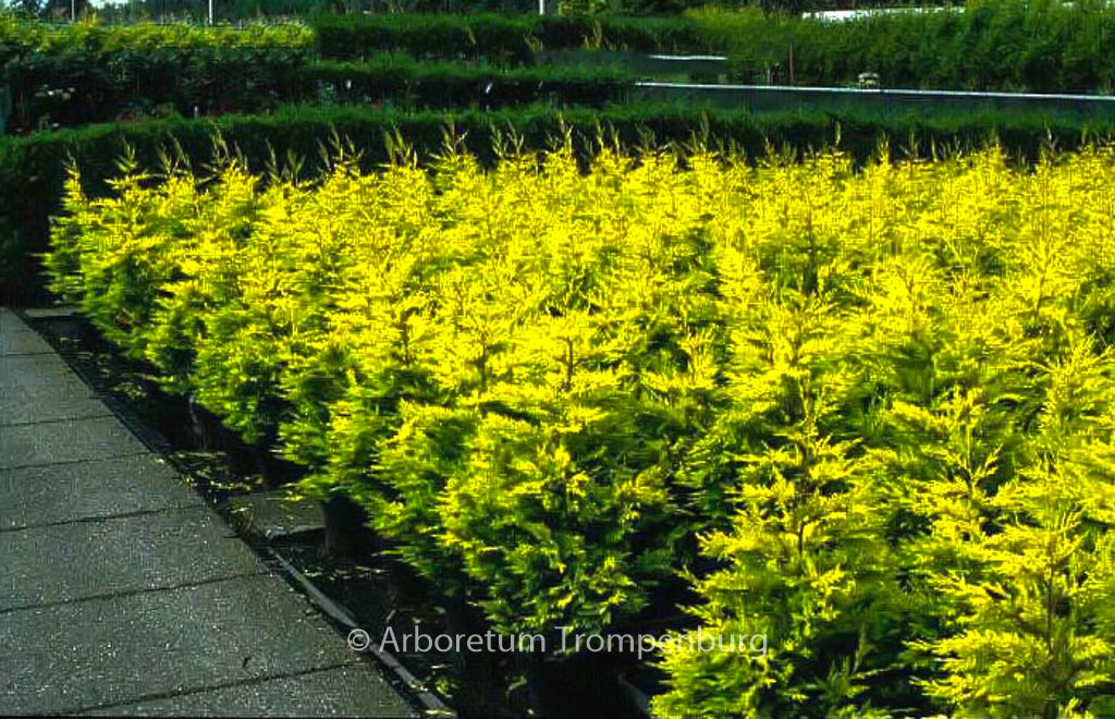 Cupressocyparis leylandii ‚Gold Rider‘