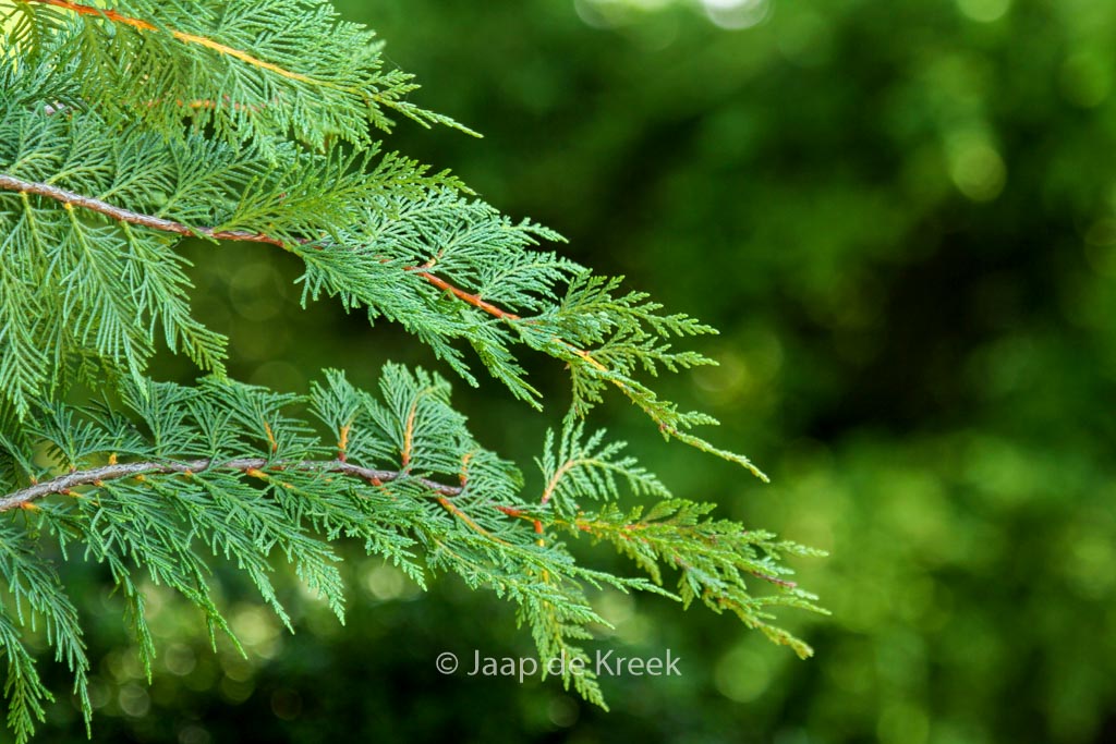 Cupressocyparis leylandii ‚Stapehill‘