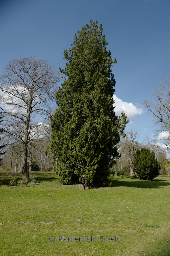 Cupressocyparis leylandii