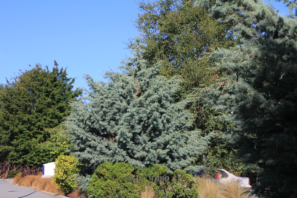 Cupressus arizonica ‚Glauca‘