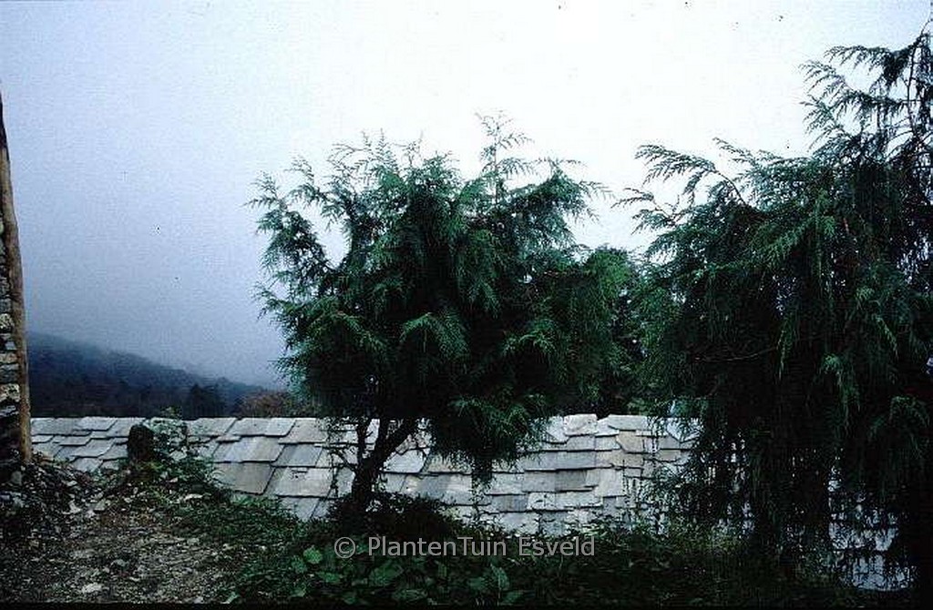 Cupressus torulosa