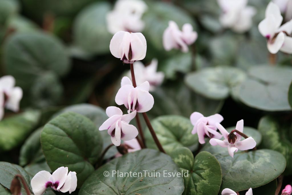 Cyclamen coum ‚Album‘