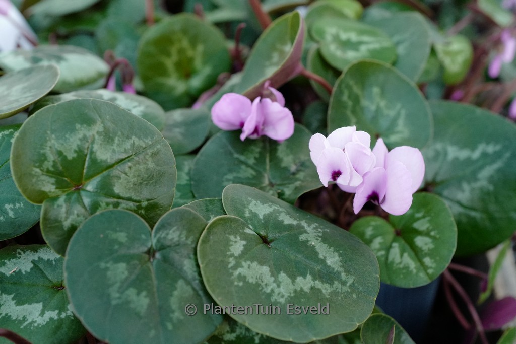 Cyclamen coum ‚Roseum‘