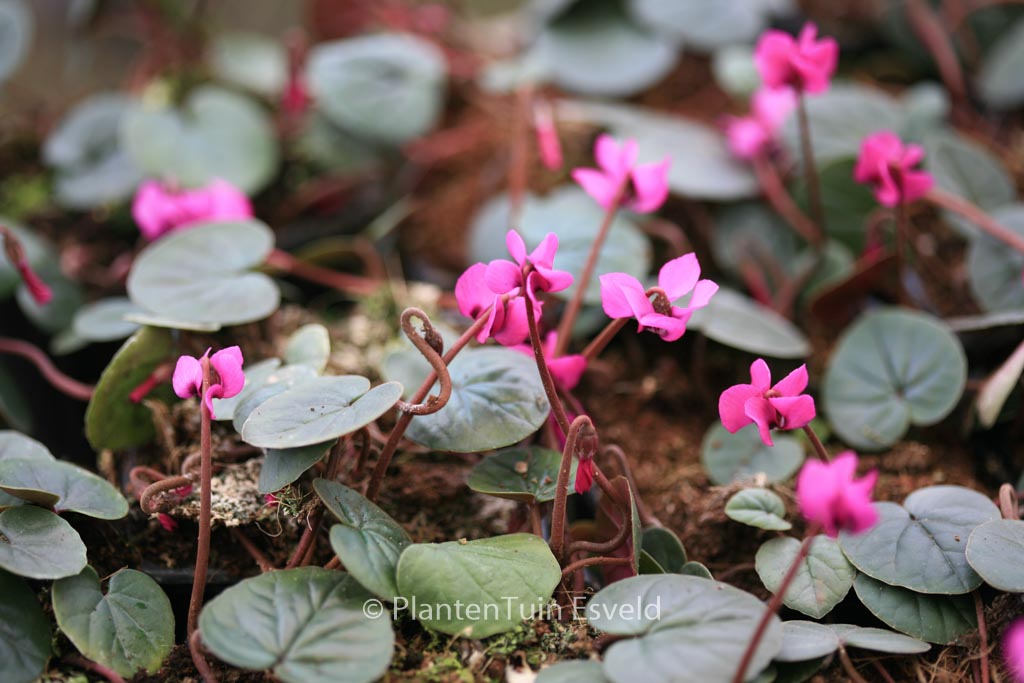 Cyclamen coum ‚Rubrum‘