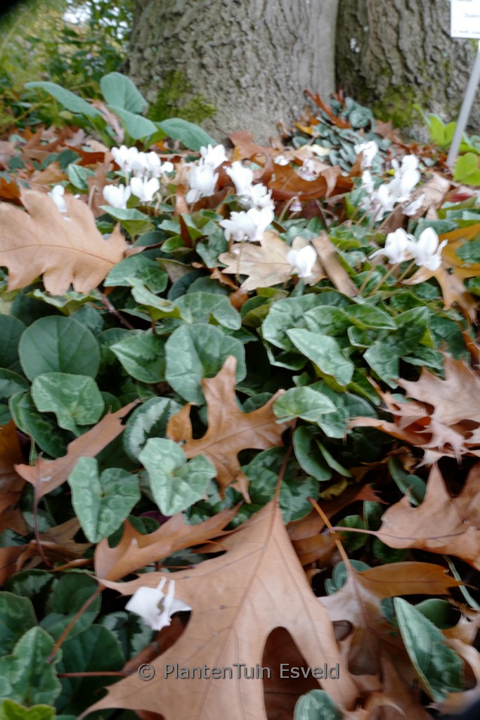 Cyclamen hederifolium ‚Album‘