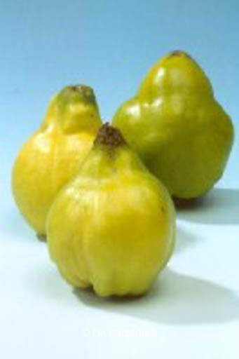 Cydonia oblonga ‚Champion‘