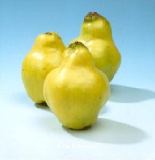 Cydonia oblonga ‚Rea’s Mammoth‘