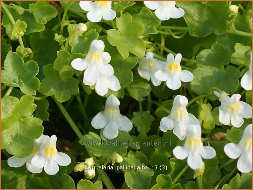 Cymbalaria pallida ‚Alba‘
