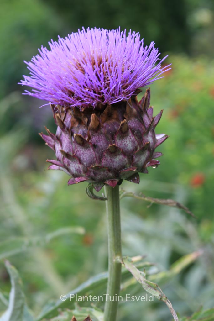 Cynara scolymus ‚Cardy‘