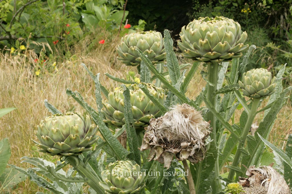 Cynara scolymus