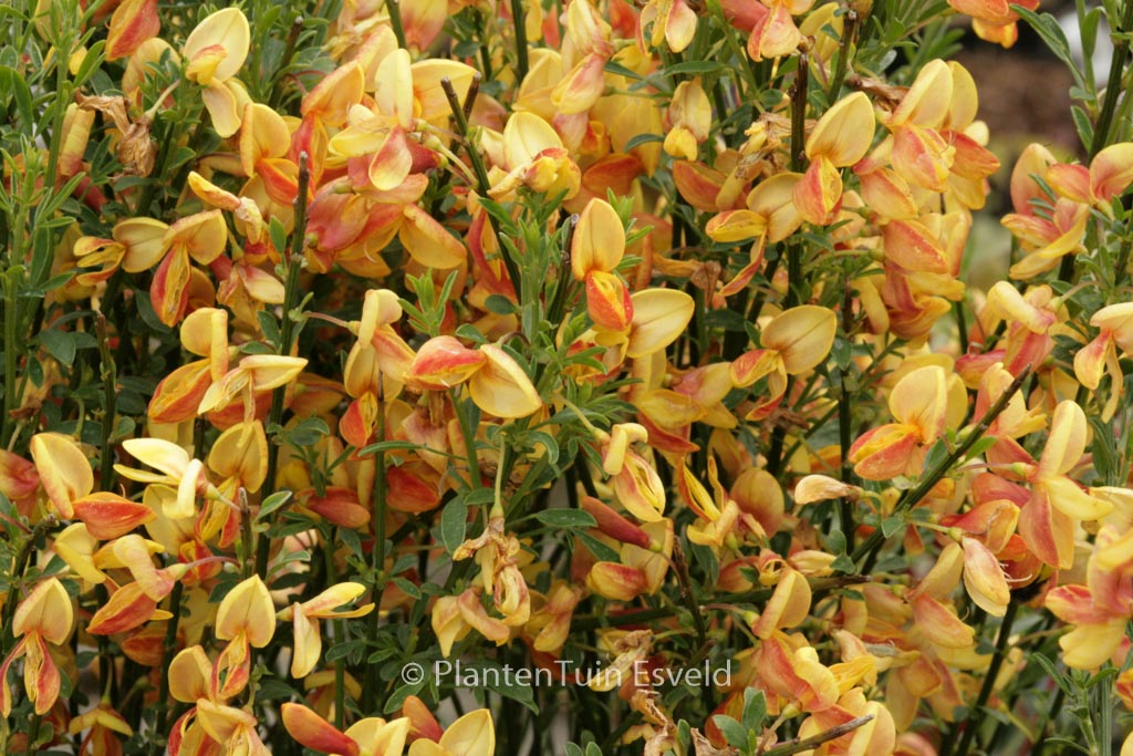 Cytisus ‚Apricot Gem‘
