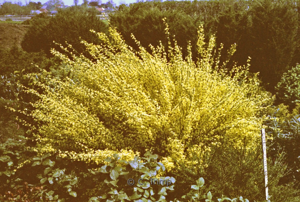 Cytisus ‚Golden Sunlight‘