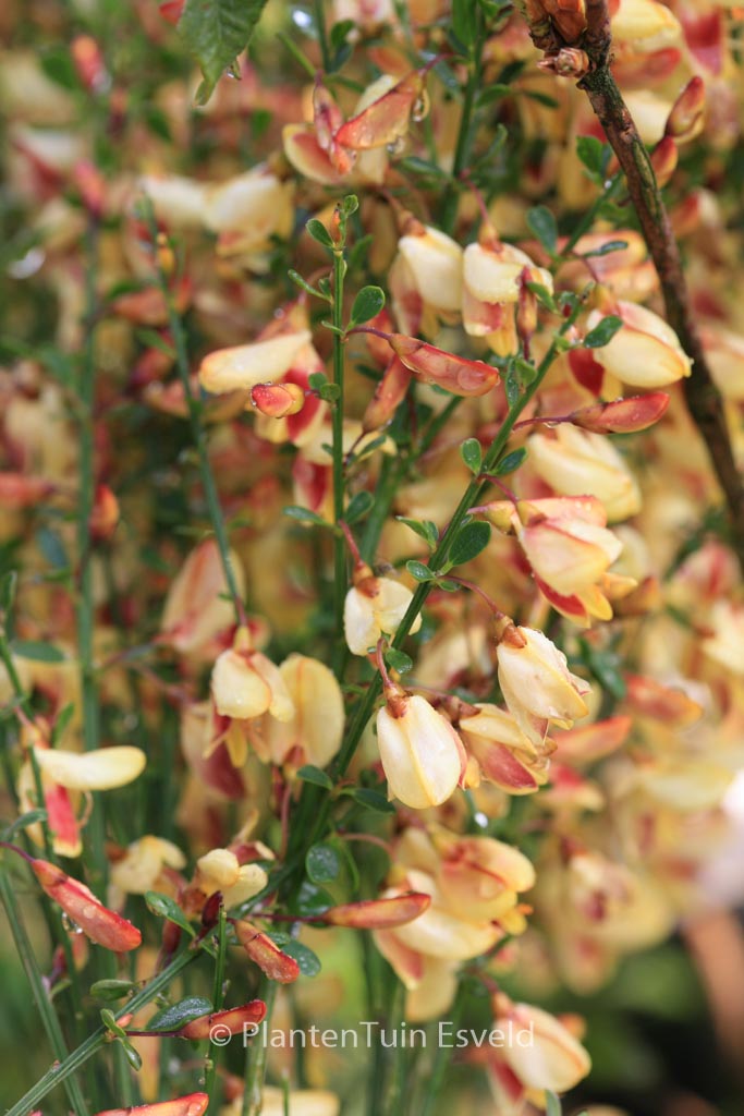 Cytisus ‚Goldfinch‘