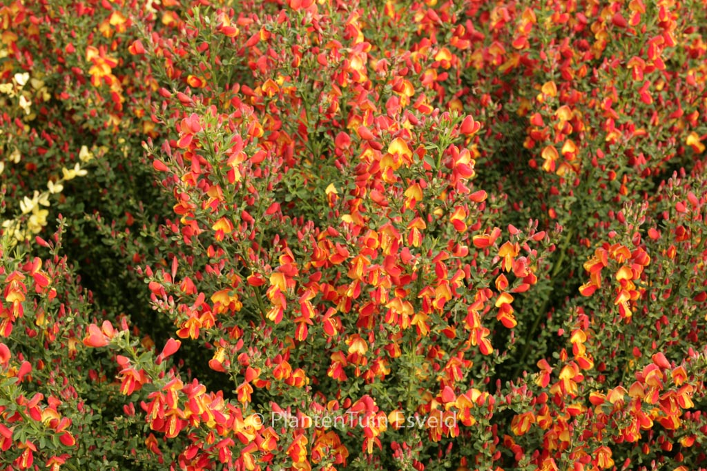 Cytisus ‚Lena‘