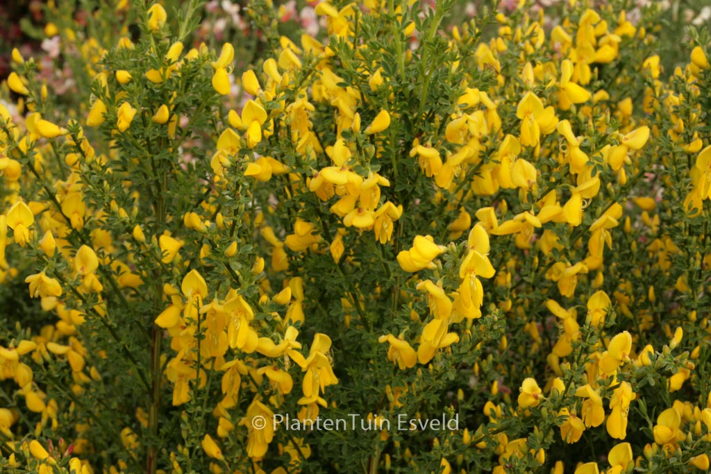 Cytisus ‚Luna‘